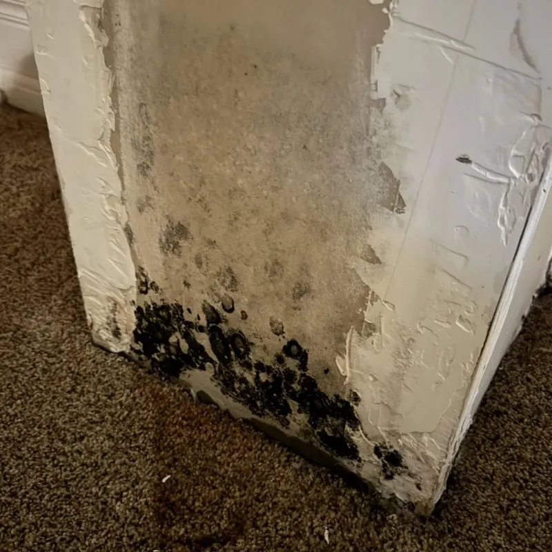 Professional Mold Removal in Marion, AR